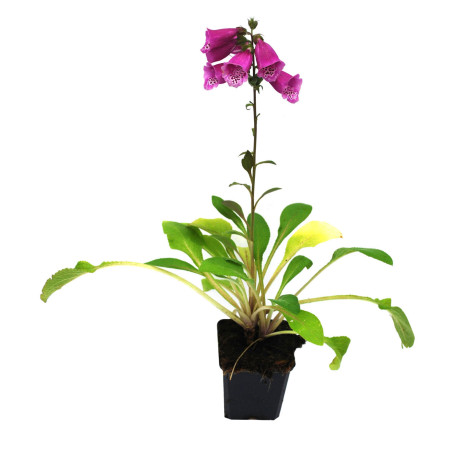 Digitale purpurea 20cm Godet 9cm - Digitalis