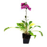 Digitale purpurea 20cm Godet 9cm - Digitalis