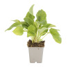 Digitale purpurea Alba 20cm Godet 9cm - Digitalis