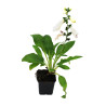 Digitale purpurea Excelsior Hybrids 20cm Godet 9cm - Digitalis