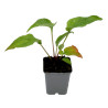Échinacée purpurea Magnus 20cm Godet 9cm - Echinacea