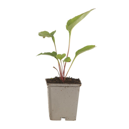 Échinacée purpurea 20cm Godet 9cm - Echinacea