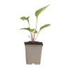 Échinacée purpurea 20cm Godet 9cm - Echinacea