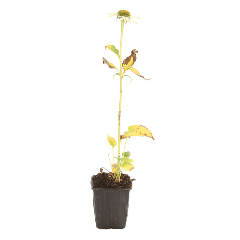 Échinacée purpurea Alba 20cm Godet 9cm - Echinacea