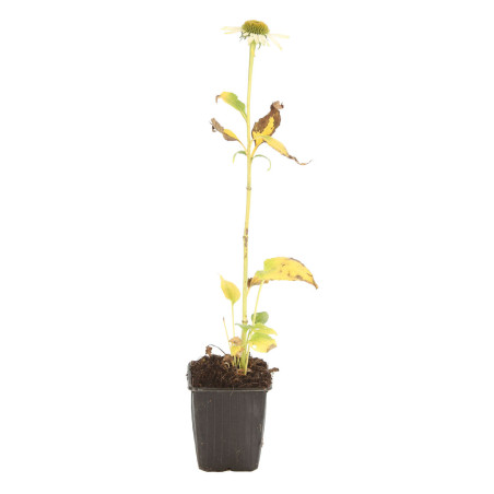 Échinacée purpurea Alba 20cm Godet 9cm - Echinacea
