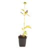Échinacée purpurea Alba 20cm Godet 9cm - Echinacea
