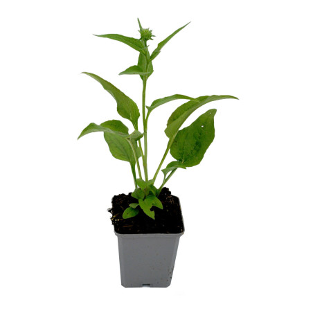 Échinacée purpurea White Swan 20cm Godet 9cm - Echinacea