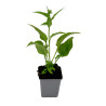 Échinacée purpurea White Swan 20cm Godet 9cm - Echinacea
