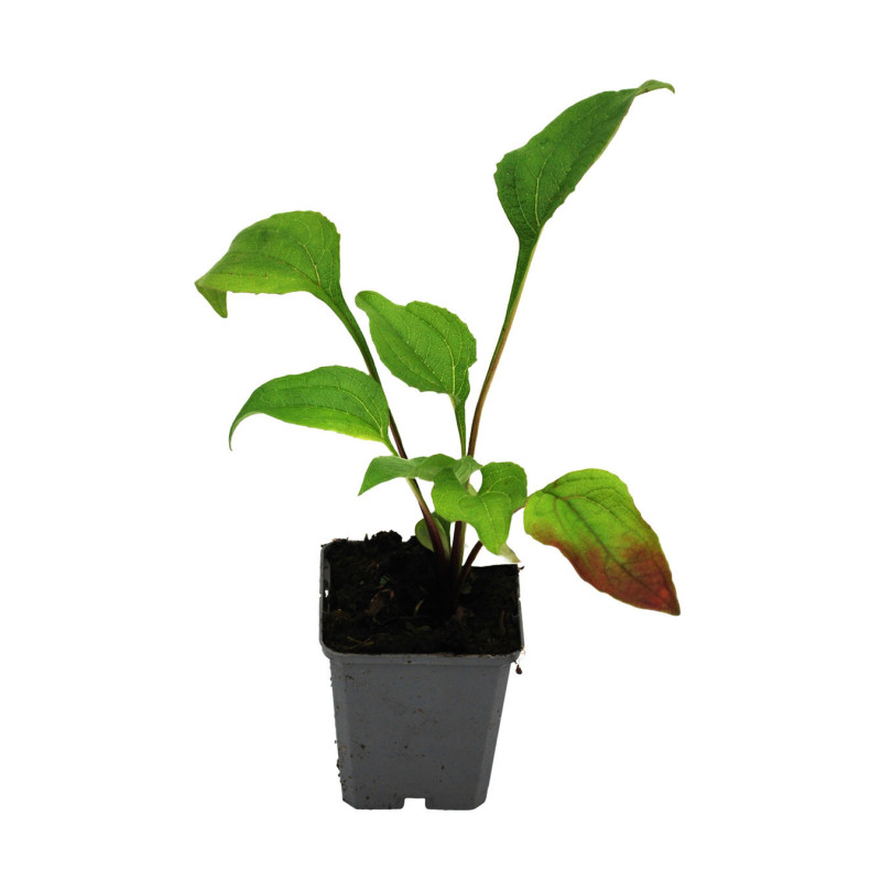 Échinacée purpurea Double decker 20cm Godet 9cm - Echinacea