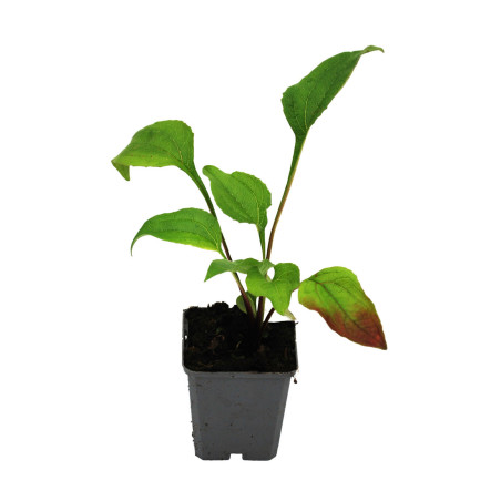 Échinacée purpurea Double decker 20cm Godet 9cm - Echinacea