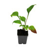 Échinacée purpurea Double decker 20cm Godet 9cm - Echinacea