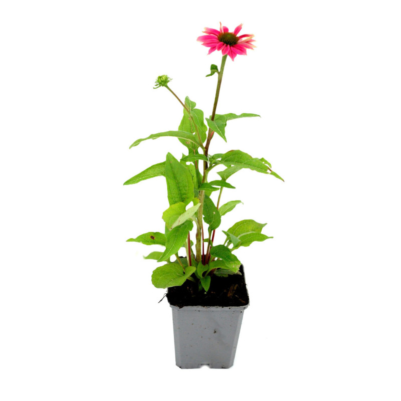 Échinacée purpurea Powwow Wild Berry 20cm Godet 9cm - Echinacea