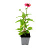 Échinacée purpurea Powwow Wild Berry 20cm Godet 9cm - Echinacea