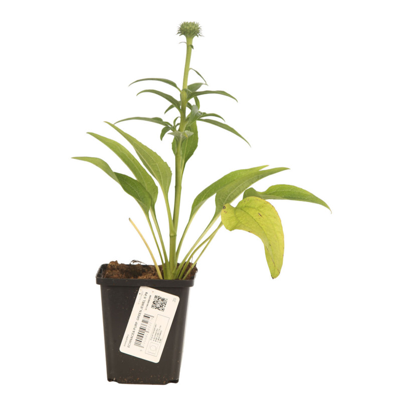 Échinacée purpurea Green Jewel 20cm Godet 9cm - Echinacea