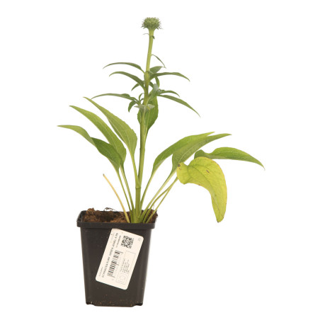 Échinacée purpurea Green Jewel 20cm Godet 9cm - Echinacea