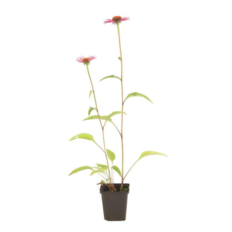 Échinacée purpurea Pica Bella 20cm Godet 9cm - Echinacea