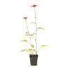 Échinacée purpurea Pica Bella 20cm Godet 9cm - Echinacea