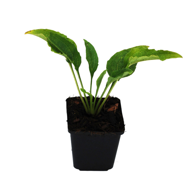 Échinacée Harvest Moon 20cm Godet 9cm - Echinacea