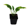 Échinacée Harvest Moon 20cm Godet 9cm - Echinacea