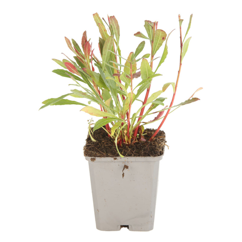 Gaura lindheimeri 20cm Godet 9cm - Gaura