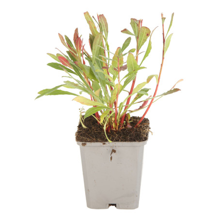 Gaura lindheimeri 20cm Godet 9cm - Gaura