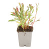 Gaura lindheimeri 20cm Godet 9cm - Gaura