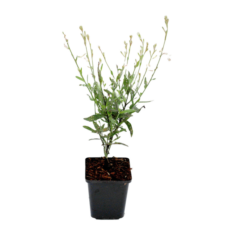 Gaura lindheimeri Short Form 20cm Godet 9cm - Gaura