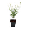 Gaura lindheimeri Short Form 20cm Godet 9cm - Gaura