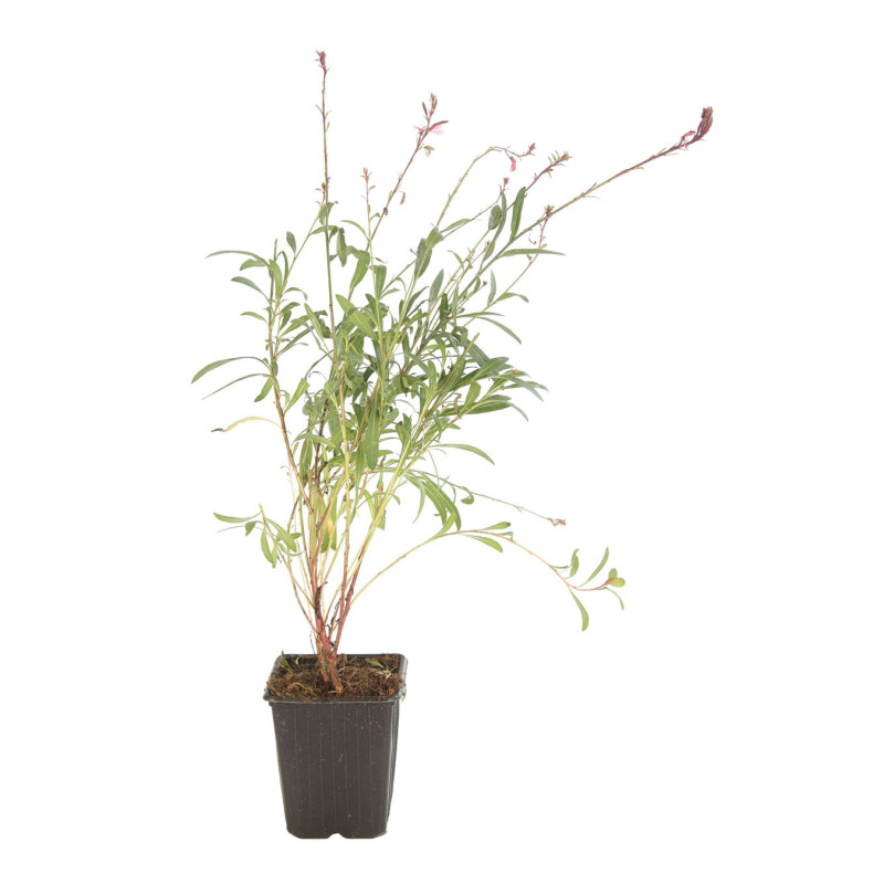 Gaura lindheimeri Siskiyou Pink 20cm Godet 9cm - Gaura