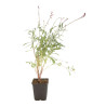 Gaura lindheimeri Siskiyou Pink 20cm Godet 9cm - Gaura