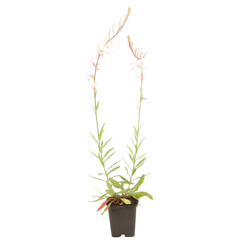 Gaura lindheimeri Whirling Butterflies 20cm Godet 9cm - Gaura