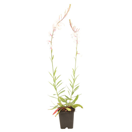 Gaura lindheimeri Whirling Butterflies 20cm Godet 9cm - Gaura