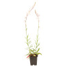 Gaura lindheimeri Whirling Butterflies 20cm Godet 9cm - Gaura