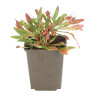 Gaura lindheimeri Rosy Jane 20cm Godet 9cm - Gaura