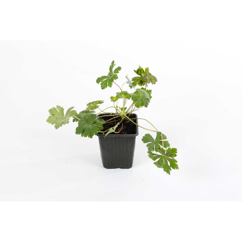 Géranium vivace cantabrigiense Biokovo 20cm Godet 9cm - Geranium