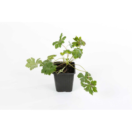 Géranium vivace cantabrigiense Biokovo 20cm Godet 9cm - Geranium