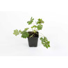 Géranium vivace cantabrigiense Biokovo 20cm Godet 9cm - Geranium
