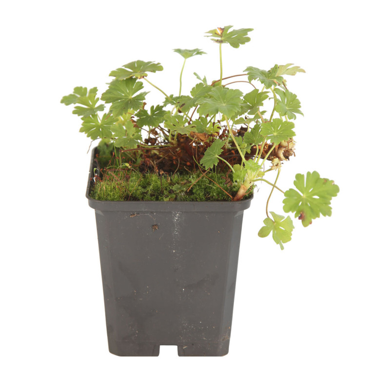 Géranium vivace xcantabrigiense Karmina 20cm Godet 9cm - Geranium