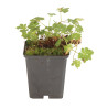 Géranium vivace xcantabrigiense Karmina 20cm Godet 9cm - Geranium