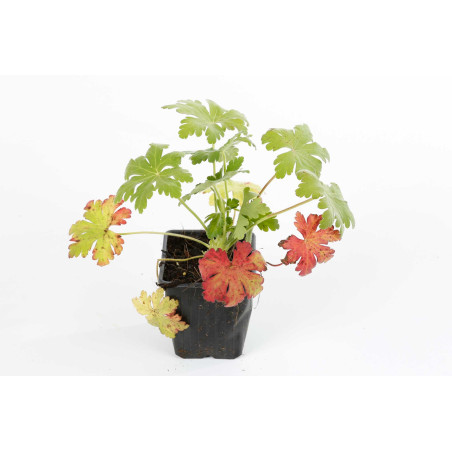 Géranium vivace sanguineum 20cm Godet 9cm - Geranium