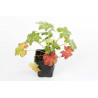 Géranium vivace sanguineum 20cm Godet 9cm - Geranium