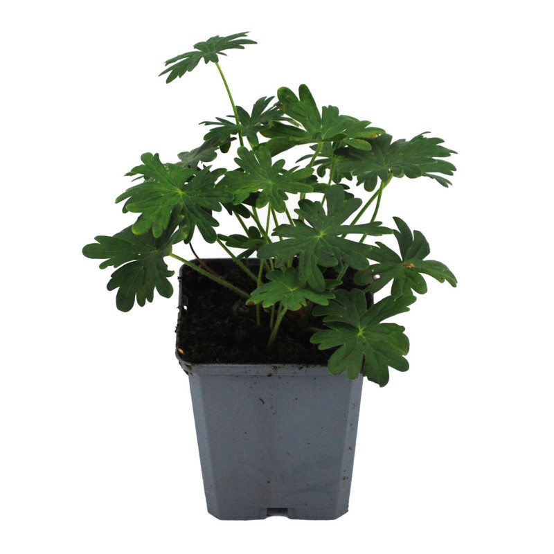 Géranium vivace sanguineum Album 20cm Godet 9cm - Geranium