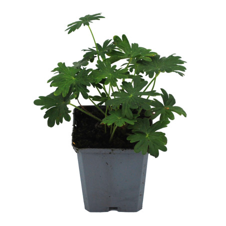 Géranium vivace sanguineum Album 20cm Godet 9cm - Geranium