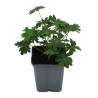 Géranium vivace sanguineum Album 20cm Godet 9cm - Geranium