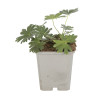Géranium vivace sanguineum Max Frei 20cm Godet 9cm - Geranium