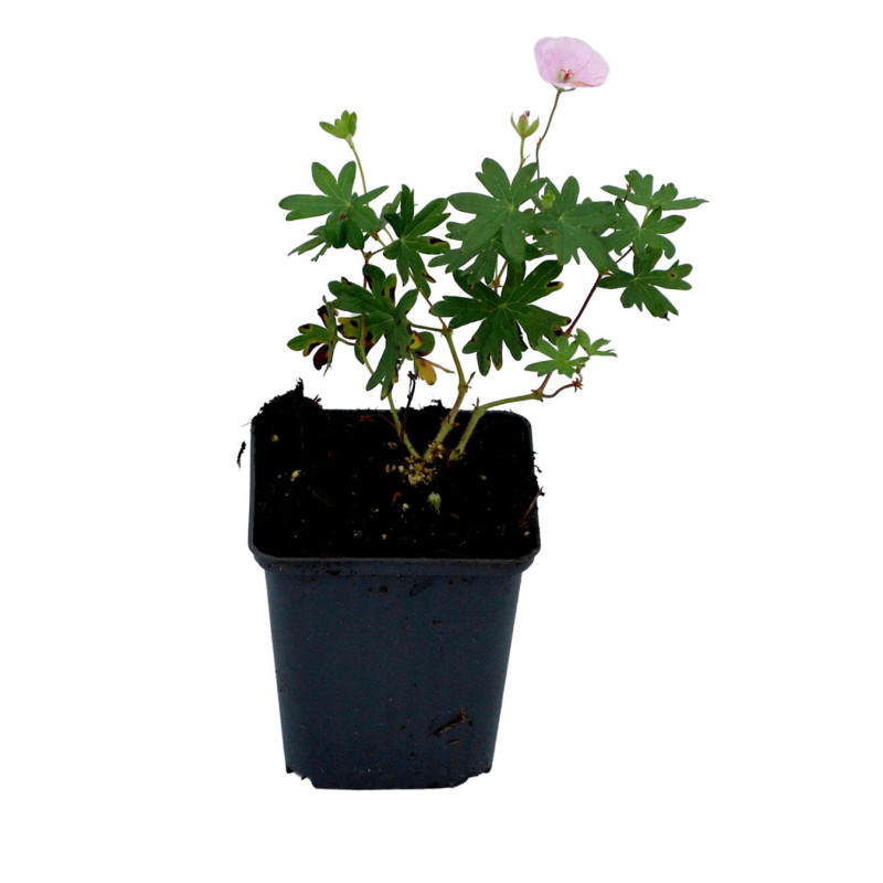 Géranium vivace sanguineum Striatum 20cm Godet 9cm - Geranium