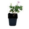 Géranium vivace sanguineum Striatum 20cm Godet 9cm - Geranium
