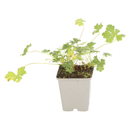 Géranium vivace cantabrigiense St Ola 20cm Godet 9cm - Geranium
