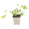 Géranium vivace cantabrigiense St Ola 20cm Godet 9cm - Geranium