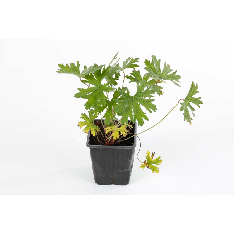 Géranium vivace Johnsons Blue 20cm Godet 9cm - Geranium